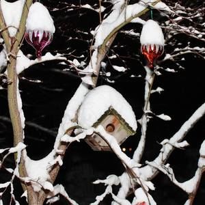 Meet your Posher, Janet